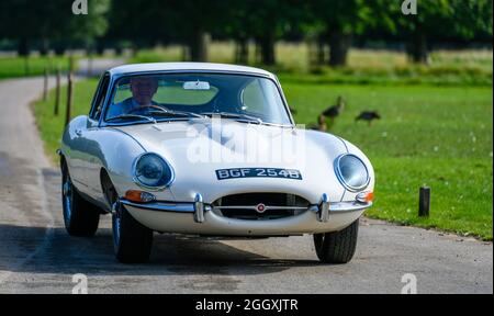 Belle E-Type JAG sur le chemin de Hampton court pour les Concours de l'élégance 2021 Banque D'Images