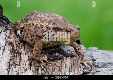 Image superposée de foyer d'un Toad commun (Bufo bufo) dans un jardin britannique Banque D'Images