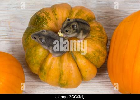 Deux petits hamsters Dzungariens sont assis sur une citrouille orange. Vue de dessus. Banque D'Images