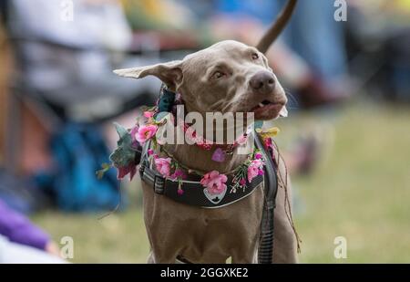 Kirklington, Notinghamshire, Angleterre, Royaume-Uni. 3 septembre 2021. Même les animaux de compagnie amateurs de musique apprécient la musique au 14ème. International Roots and Acoustic Music Festival avec plus de 40 artistes qui se produisent plus de 4 jours après 15 mois de retard et d'annulations dues à la covid19. Le festival attire quelques-uns des plus grands noms de la scène musicale Roots et Acoustic ainsi que des talents locaux. Crédit : Alan Beastrall/Alay Live News Banque D'Images