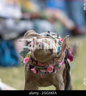 Kirklington, Notinghamshire, Angleterre, Royaume-Uni. 3 septembre 2021. Même les animaux de compagnie amateurs de musique apprécient la musique au 14ème. International Roots and Acoustic Music Festival avec plus de 40 artistes qui se produisent plus de 4 jours après 15 mois de retard et d'annulations dues à la covid19. Le festival attire quelques-uns des plus grands noms de la scène musicale Roots et Acoustic ainsi que des talents locaux. Crédit : Alan Beastrall/Alay Live News Banque D'Images