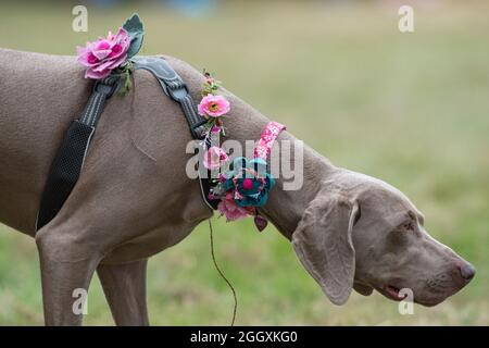 Kirklington, Notinghamshire, Angleterre, Royaume-Uni. 3 septembre 2021. Même les animaux de compagnie amateurs de musique apprécient la musique au 14ème. International Roots and Acoustic Music Festival avec plus de 40 artistes qui se produisent plus de 4 jours après 15 mois de retard et d'annulations dues à la covid19. Le festival attire quelques-uns des plus grands noms de la scène musicale Roots et Acoustic ainsi que des talents locaux. Crédit : Alan Beastrall/Alay Live News Banque D'Images