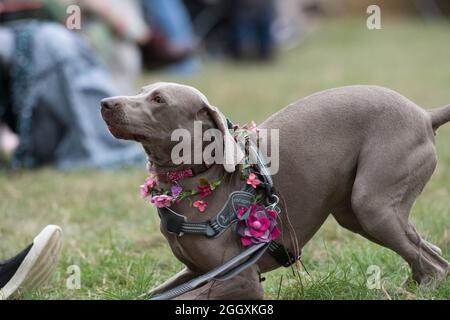 Kirklington, Notinghamshire, Angleterre, Royaume-Uni. 3 septembre 2021. Même les animaux de compagnie amateurs de musique apprécient la musique au 14ème. International Roots and Acoustic Music Festival avec plus de 40 artistes qui se produisent plus de 4 jours après 15 mois de retard et d'annulations dues à la covid19. Le festival attire quelques-uns des plus grands noms de la scène musicale Roots et Acoustic ainsi que des talents locaux. Crédit : Alan Beastrall/Alay Live News Banque D'Images