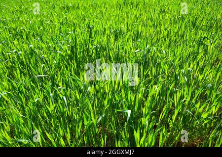 Blé tendre, blé tendre, Weichweizen, Brotweizen, Saat-Weizen,Keniérbúza, búza, Triticum aestivum, Hongrie, Magyarország,Europe Banque D'Images