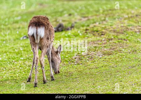 Nara, Japon, parc de la ville avec l'arrière d'un animal de cerf au printemps en train de paître en mangeant de l'herbe verte isolée contre la pelouse verte avec des pétales de sakura tombés sur le groun Banque D'Images