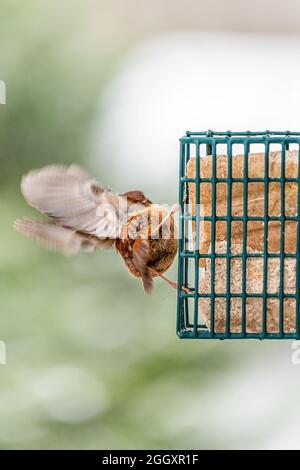 Un oiseau de wren de caroline brun perching sur la cage d'alimenteur de gâteau de suet accroché à la fenêtre en Virginie vol loin mouvement avec des ailes battant et bokeh backgrou Banque D'Images