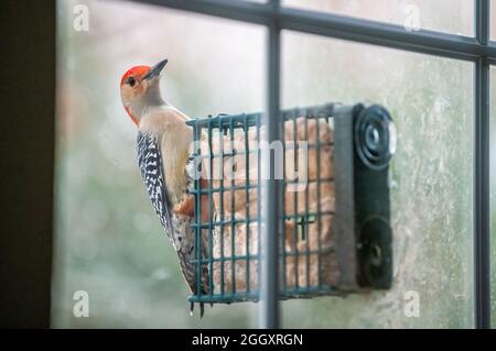 Région du nord de la Virginie avec une vue rapprochée de pic à ventre rouge perchée sur une mangeoire à oiseaux de suet de fenêtre avec couleur rouge vif regardant la caméra Banque D'Images