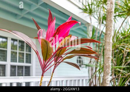 Gros plan de la cordyline fruticosa plante violet rose coloré feuilles feuillage dans la maison jardin avec bâtiment résidentiel en arrière-plan dans Key We Banque D'Images