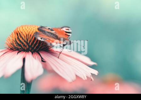 Mise au point sélective d'un papillon sur une fleur sauvage sous la lumière du soleil Banque D'Images