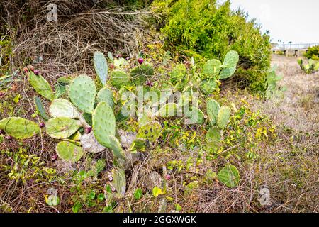 Cactus à poiriers épineux plantes sauvages qui poussent sur la côte de sable à Myrtle Beach, en Caroline du Sud, avec accès à la promenade en arrière-plan Banque D'Images