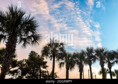 Silhouettes de palmiers et feuilles de branches dans le ciel à Myrtle Beach, Caroline du Sud avec des couleurs pastel jaune orange bleu ciel des nuages Banque D'Images
