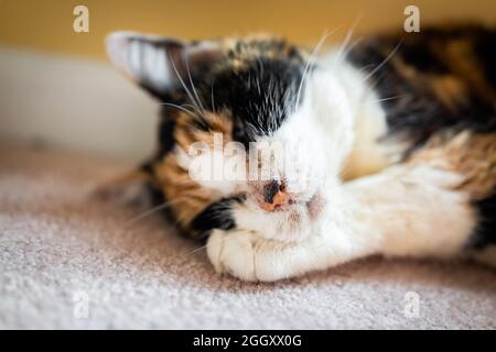 Gros plan de vieux mal âgé calico chat triste couché sur le sol de la moquette dans la chambre dormant avec l'acné de décharge d'oeil Banque D'Images