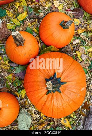 Quatre citrouilles sur le sol recouvertes de feuilles colorées vues d'en haut. Vue de dessus. Banque D'Images