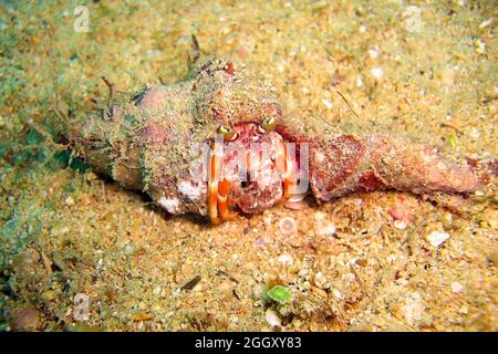 Ermit Crab sur le sol dans la mer philippine 24.10.2011 Banque D'Images