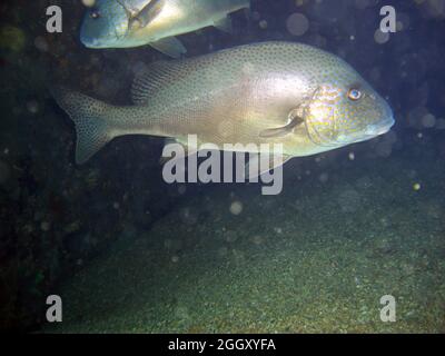 Les lèvres sucrées à pois d'or (Plectorhinchus Flavomaculatus) tourbillonnaient dans la mer philippine 2.1.2012 Banque D'Images