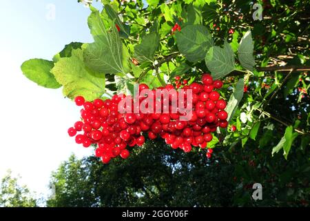 Fruits de rose-guelder ou de rose guelder, Viburnum opulus Banque D'Images