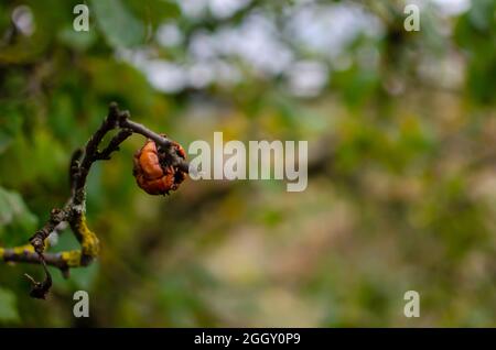 La pomme flétrit et pourri sur l'arbre en automne Banque D'Images