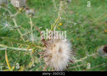 Chrysolina banksii scarabée se nourrissant des têtes de fleurs de graines moelleuses du Thistle rampant (Cirsium arvense) en pleine croissance sauvage dans le Wiltshire Royaume-Uni Banque D'Images