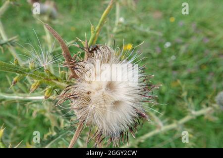 Chrysolina banksii scarabée se nourrissant des têtes de fleurs de graines moelleuses du Thistle rampant (Cirsium arvense) en pleine croissance sauvage dans le Wiltshire Royaume-Uni Banque D'Images