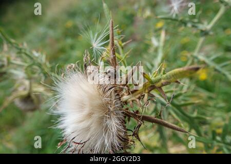 Chrysolina banksii scarabée se nourrissant des têtes de fleurs de graines moelleuses du Thistle rampant (Cirsium arvense) en pleine croissance sauvage dans le Wiltshire Royaume-Uni Banque D'Images