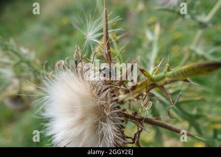 Chrysolina banksii scarabée se nourrissant des têtes de fleurs de graines moelleuses du Thistle rampant (Cirsium arvense) en pleine croissance sauvage dans le Wiltshire Royaume-Uni Banque D'Images