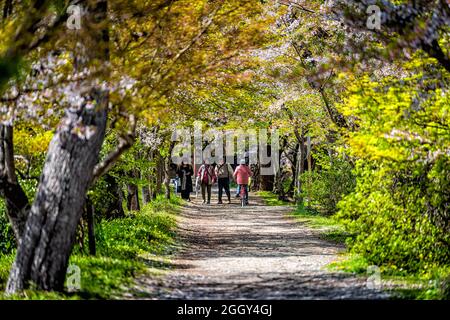 Uji, Japon - 14 avril 2019 : chemin routier au printemps dans une ville de village traditionnelle avec des personnes à vélo par cerisier en fleur sakura arbre sur la rue Framin Banque D'Images