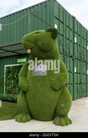 Castor artificiel Easigrass (EASI-animaux, sculptures animales recouvertes d'herbe en plastique), Royaume-Uni Banque D'Images