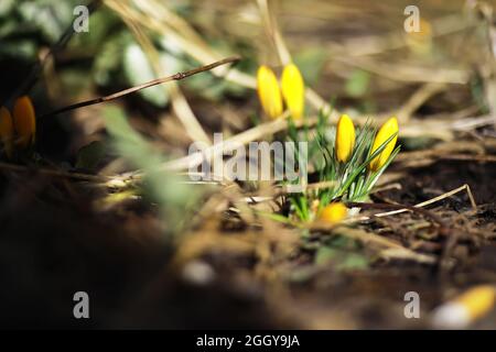 Crocus blanc et jaune dans le pays au printemps. Fleurs de printemps brillantes. Des plantes fraîches et joyeuses ont fleuri. Les jeunes pousses. Banque D'Images