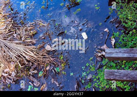 Une chaussure de bébé couchée dans un étang délicieux parmi les feuilles de flotsam et poteaux en bois Banque D'Images