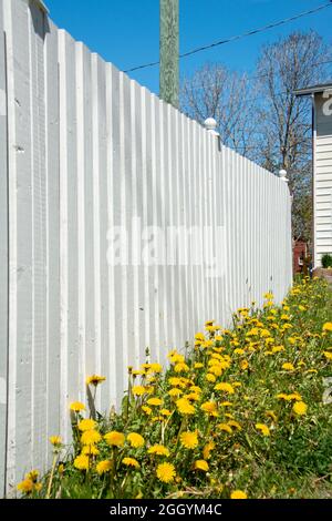 Une clôture résidentielle de piquetage en bois blanc sans bois enfermer un jardin avec des fleurs jaunes vives à la base de la clôture. Banque D'Images