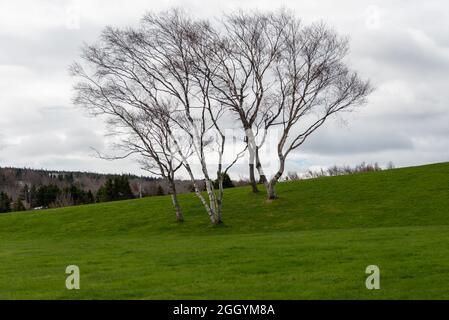 Une colline verdoyante et herbacée avec deux grands pins. Le soleil brille sur les arbres et l'herbe jette une ombre sur le sol. Banque D'Images