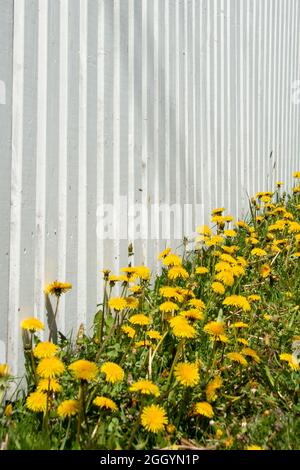 Une clôture résidentielle de piquetage en bois blanc sans bois enfermer un jardin avec des fleurs jaunes vives à la base de la clôture. Banque D'Images