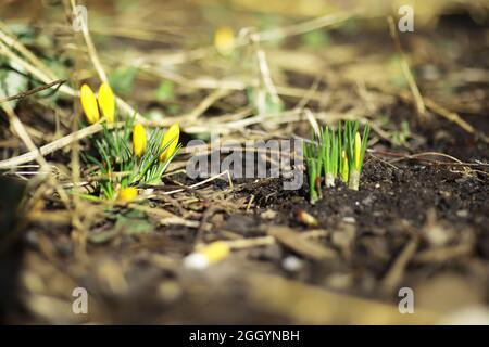 Crocus blanc et jaune dans le pays au printemps. Fleurs de printemps brillantes. Des plantes fraîches et joyeuses ont fleuri. Les jeunes pousses. Banque D'Images