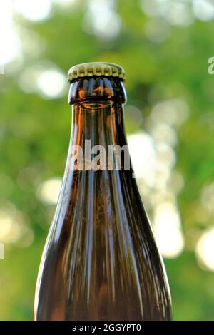 Bière avec extrait de houblon sur fond de houblon vert flou.bouteille de verre de bière et cônes de houblon vert au soleil. Matériaux pour faire de la bière Banque D'Images