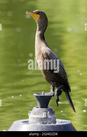 Cormoran à double crête juvénile debout au-dessus de la fontaine de l'étang. Comté de Santa Clara, Californie, États-Unis. Banque D'Images