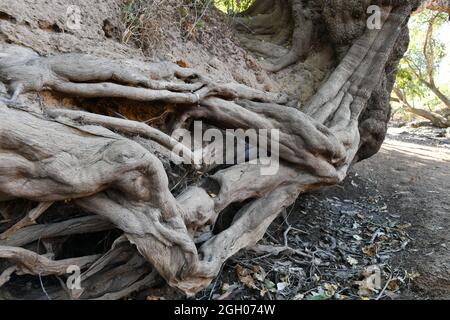 Des racines d'arbres colossales se développent latéralement le long du lit de mckinlay River creek, dans le territoire du Nord de l'Australie. Banque D'Images