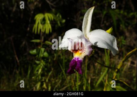 Fleurs d'orchidées de bambou blanc et violet (Arundina graminifolia), Sarawak, Bornéo Banque D'Images