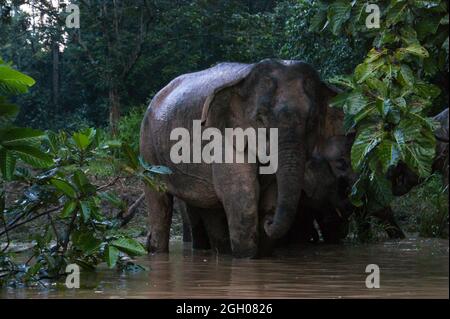 Eléphant pygmée femelle de Bornéo (Elephas maxima borneensis) sur la rive du fleuve Kinabatangan, Sabah, Bornéo Banque D'Images