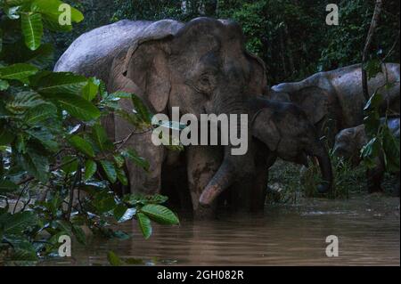Eléphant pygmée femelle de Bornéo (Elephas maxima borneensis) avec son veau sur la rive du fleuve Kinabatangan, Sabah, Bornéo Banque D'Images