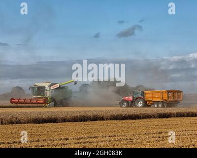 MALDON, ESSEX, Royaume-Uni - 25 AOÛT 2021 : moissonneuse-batteuse se préparant au transfert du blé récolté vers une remorque tractée par un tracteur en milieu rural Banque D'Images