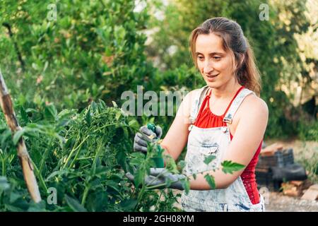 La jeune fille s'arrose et s'occupe des plants de tomate qu'elle a à la maison, en vaporisant de l'eau sur eux. Les plants de tomates vertes portent leurs fruits au printemps. Banque D'Images