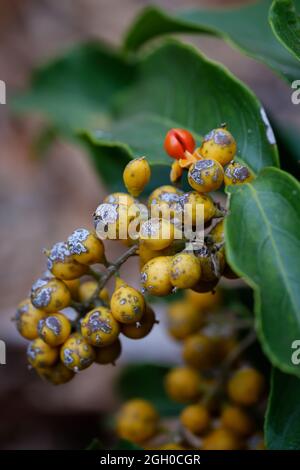 Fruits mûrs accrochés à une plante Banque D'Images