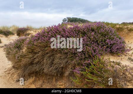 Heather - faible profondeur de champ Banque D'Images