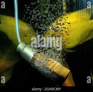 Tête en bois avec bulles d'oxygène fournissant l'aération pour le réservoir d'aquarium tropical Banque D'Images