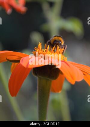 Gros plan d'une fleur d'orange du tournesol mexicain avec abeille bourdonneuse Banque D'Images