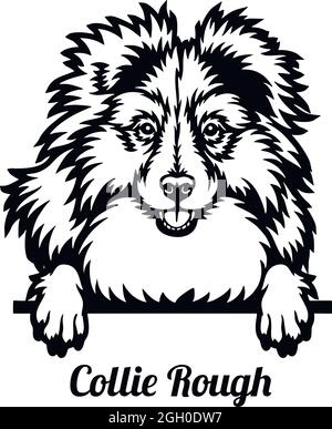 Chien de Pékin rugueux Collie - tête isolée sur blanc - vecteur Illustration de Vecteur