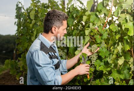 moissonneur couper les raisins avec des ciseaux de jardinage, vignoble Banque D'Images