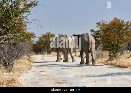 Deux éléphants africains (Loxodonta africana) marchant le long de la route de gravier du safari, Etosha, Namibie. Banque D'Images