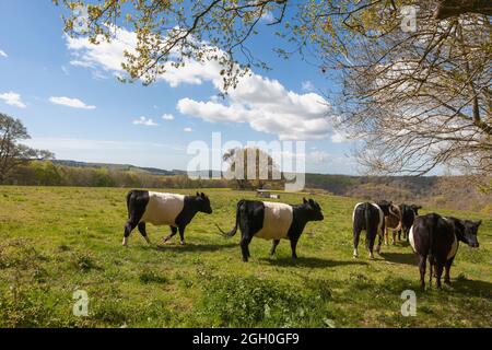 Campagne près de East Marden, parc national de South Downs, West Sussex, Royaume-Uni, avec des bovins Galloway en premier plan Banque D'Images