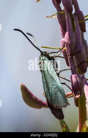 La teigne verdâtre bleue (Adscita statices) est située sur les fleurs rose vif de la willowherb dans la végétation de Barnham Cross Common, Thetford, Norfolk Banque D'Images